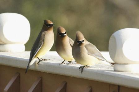 Cedar Waxwing